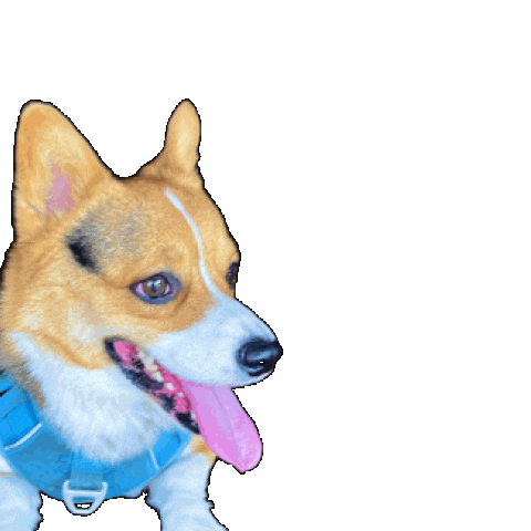 Corgi Milo Sticker