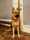 bored german shepherd GIF