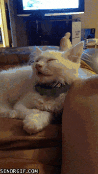 sleepy cat GIF
