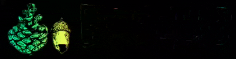 bosquecl  GIF