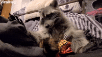 Cute Raccoon Enjoying a Crunchy Snack