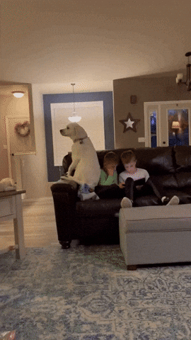 cuteanimalland giphyupload GIF