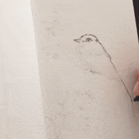 Drawing Bird GIF