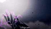 Ichigo Kurosaki Bankai GIF