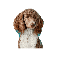 Mini Poodle Sticker by Geekster Pets