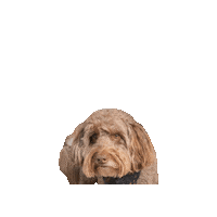 Disney Dog Sticker by Geekster Pets
