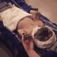 dog vip GIF