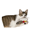 lalam5 cat lala lalam lalam5 Sticker