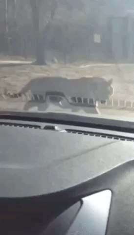 Naughty Tiger Bites Visitor's Car at Beijing Zoo