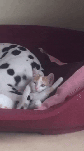 cuteanimalland giphyupload GIF