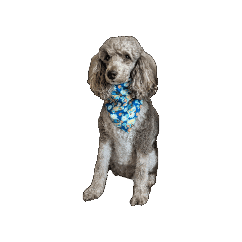 Scooby Doo Mystery Machine Sticker by Geekster Pets