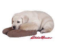 Tired Golden Retriever Sticker by Eddie Bauer