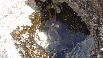 Octopus Found Hunting Fish in Tiny Tidal Pool