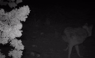 Confused Mexican Wolf GIF by U.S. Fish and Wildlife Service
