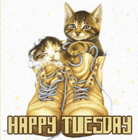 Happy Tuesday GIF