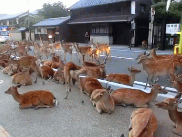 japan deer GIF