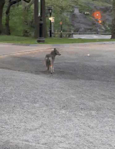‘Large’ Coyote Spotted Strolling Around Central Park