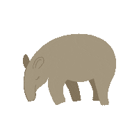 grupoliberamx animal caminar caminando tapir Sticker