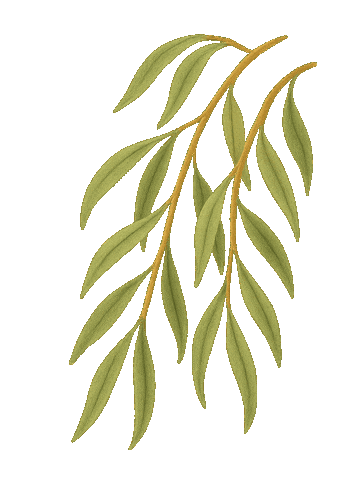 Tree Trail Sticker