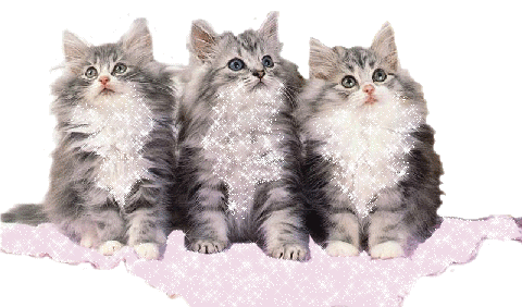 gatos STICKER