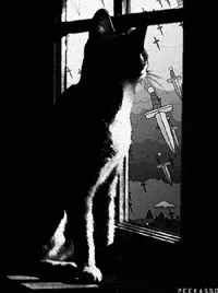 Cats No GIF by PEEKASSO