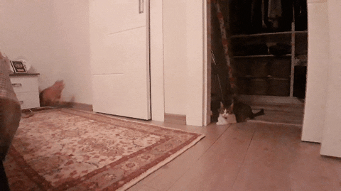hacettepehaydok giphyupload cat running reverse GIF