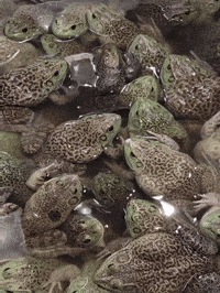 Frog Kermit GIF by Brimstone (The Grindhouse Radio, Hound Comics)