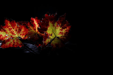 monastrell rotaciÃ³n GIF