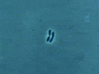mitosis science gif GIF