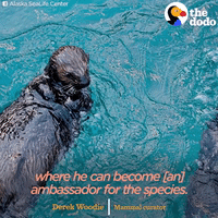 sea otters GIF by The Dodo
