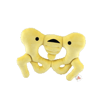 Pelvis Pelvic Floor Sticker by I Heart Guts
