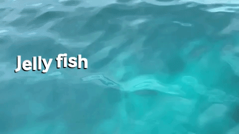 jellyfish GIF