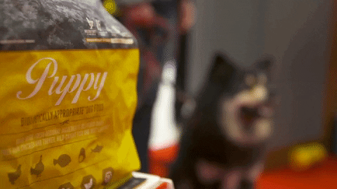ORIJENUK giphyupload GIF