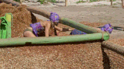 survivor ghost island pain GIF by CBS