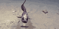 fishy GIF