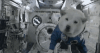 Dog Gravity GIF