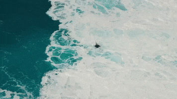 surfing hawaii GIF