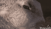 wildlife GIF by BBC Earth