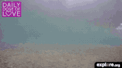 exploreorg love nature animal organic GIF