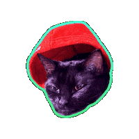 Choose One Black Cat Sticker by Rod Kim