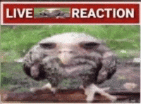 Tired Owl GIF