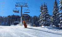 GIF by Odell Brewing Company