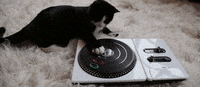 disc jockey GIF
