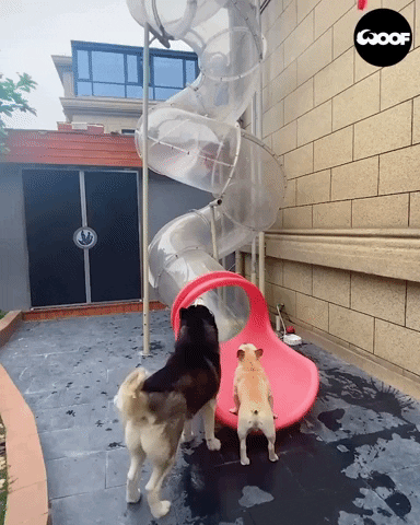 yaroslavastrutsynska giphygifmaker GIF