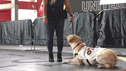 Dog Puppy GIF by Atlanta United