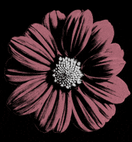 San Francisco Sf GIF by Outside Lands