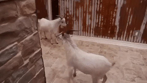 goats GIF by Party Down South