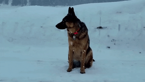 Winter International Dog Day GIF by Storyful