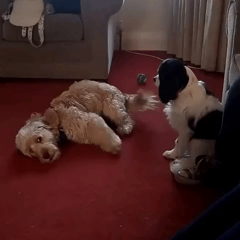 Reuben the Cockapoo Dismayed When Furry Friend Doesn't Want to Play