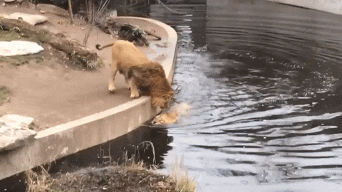 cuteanimalland giphyupload GIF